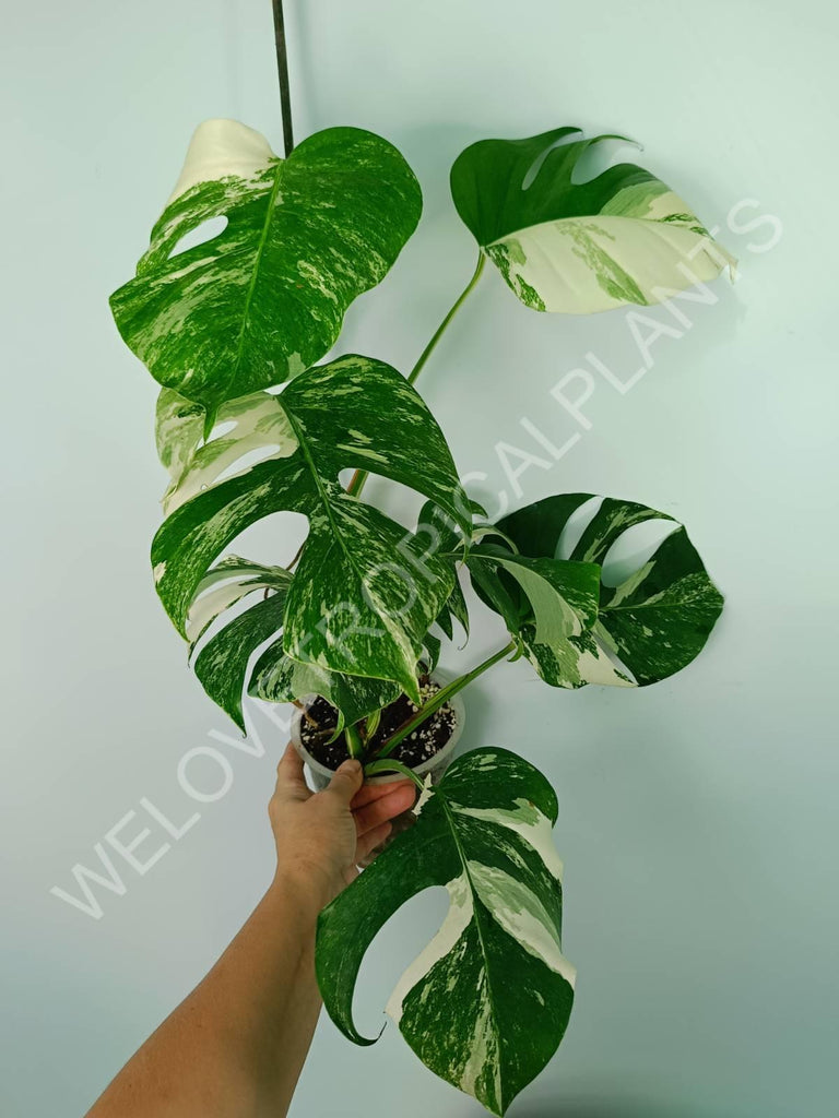 Monstera variegata albo