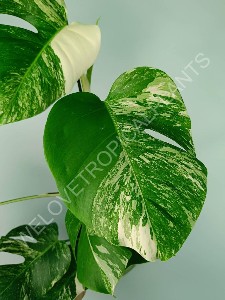 Monstera variegata albo