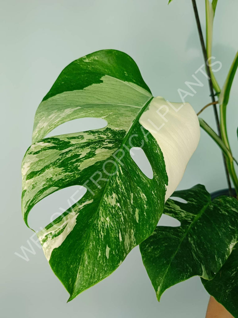 Monstera variegata albo