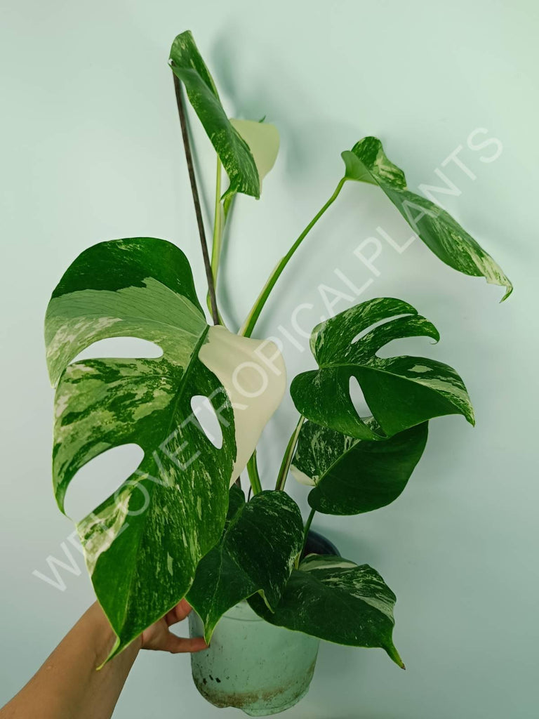 Monstera variegata albo