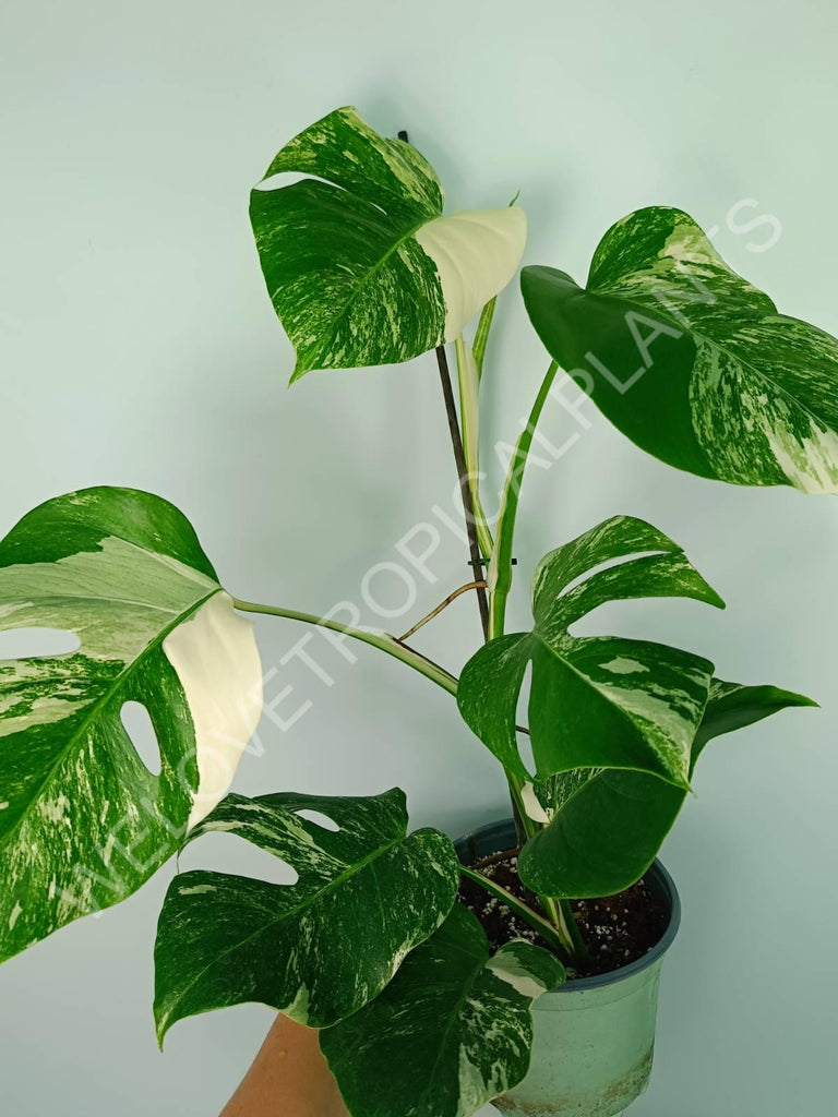 Monstera variegata albo