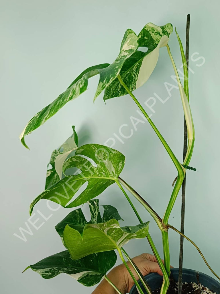 Monstera variegata albo