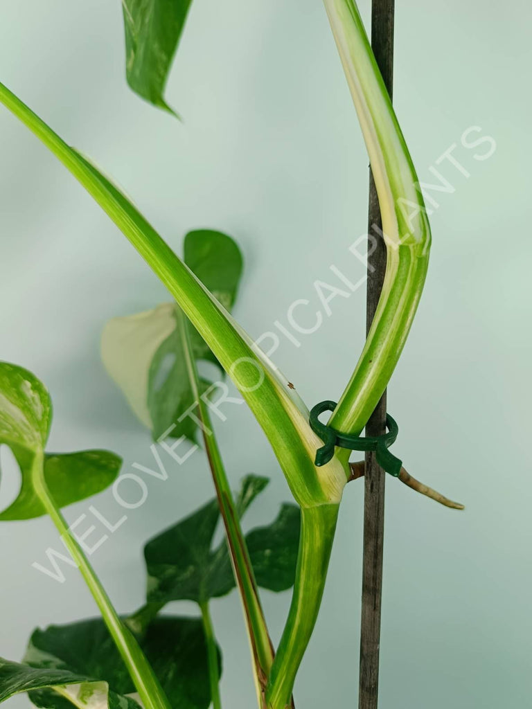 Monstera variegata albo