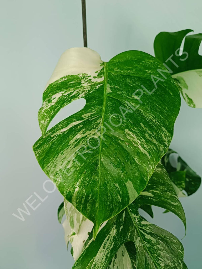 Monstera variegata albo