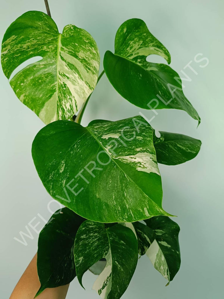 Monstera variegata albo