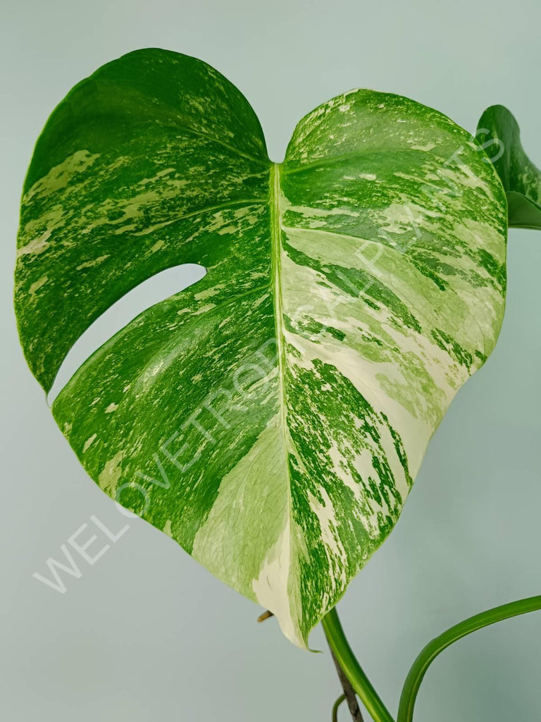 Monstera variegata albo