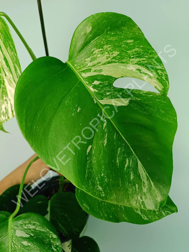 Monstera variegata albo