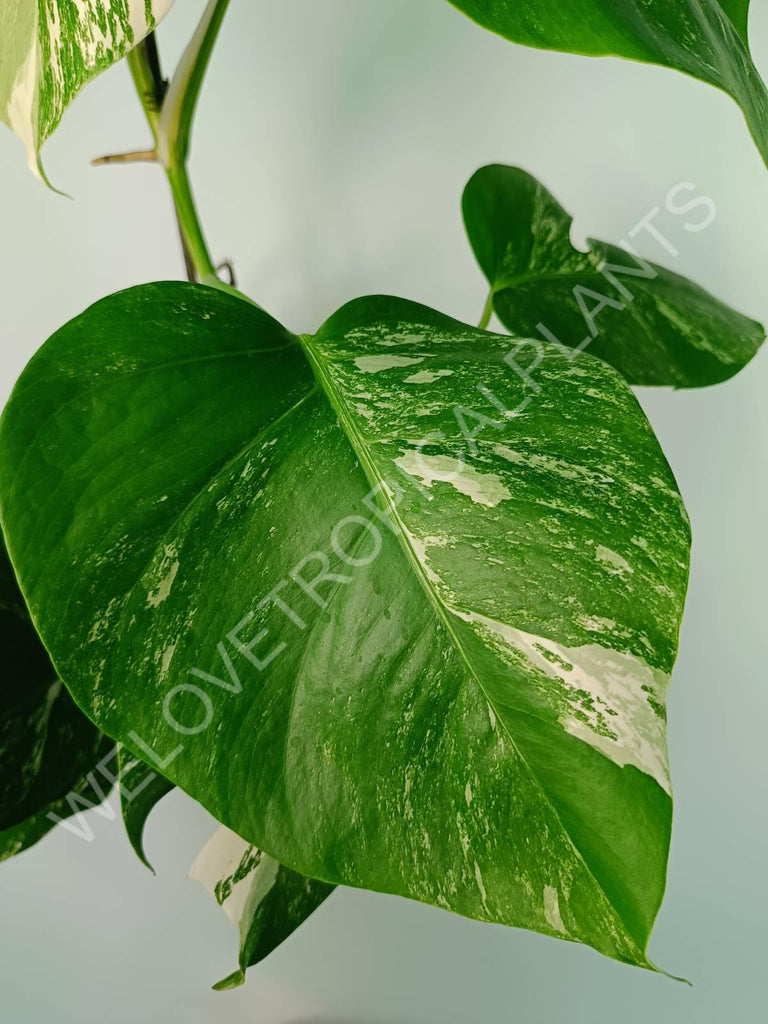 Monstera variegata albo