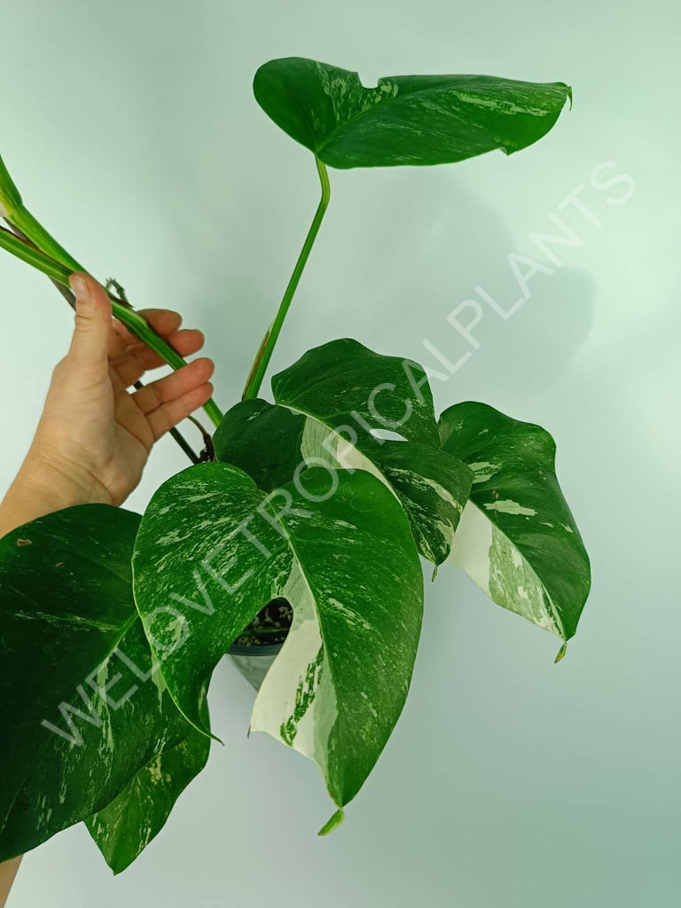 Monstera variegata albo