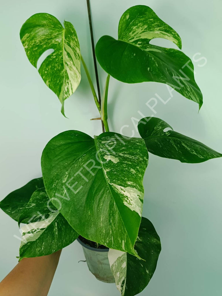 Monstera variegata albo