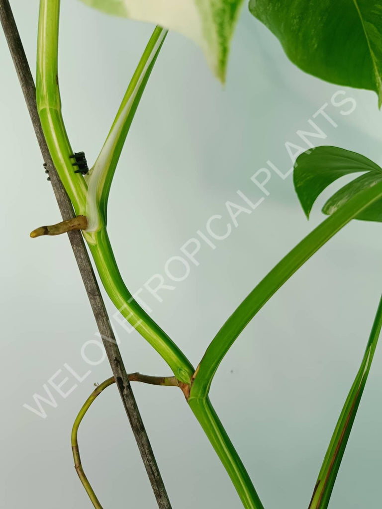 Monstera variegata albo