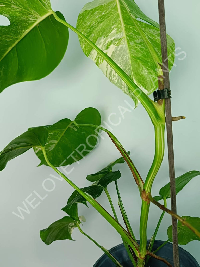 Monstera variegata albo