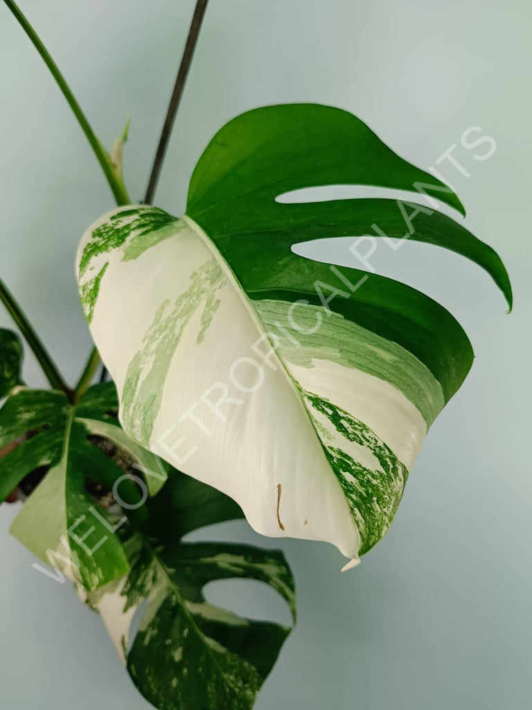 Monstera variegata albo