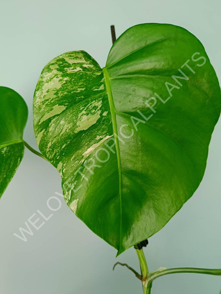 Monstera variegata albo