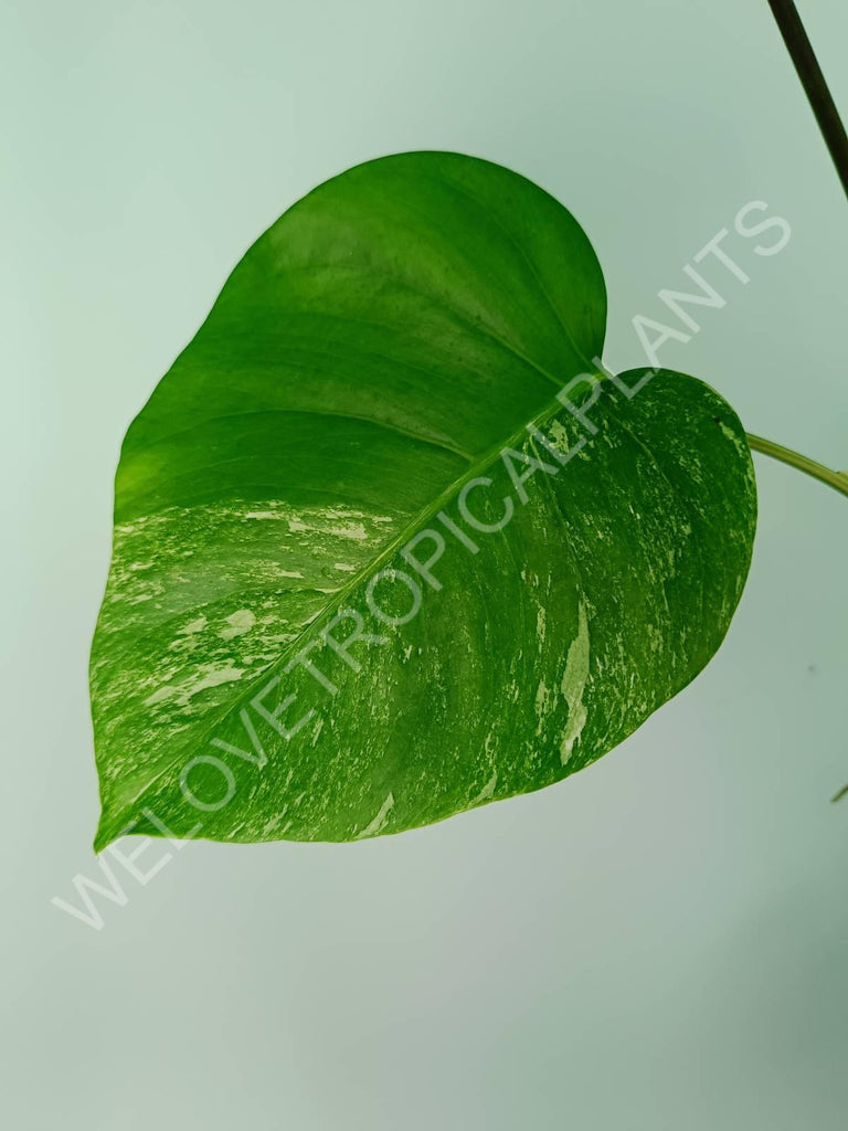 Monstera variegata albo