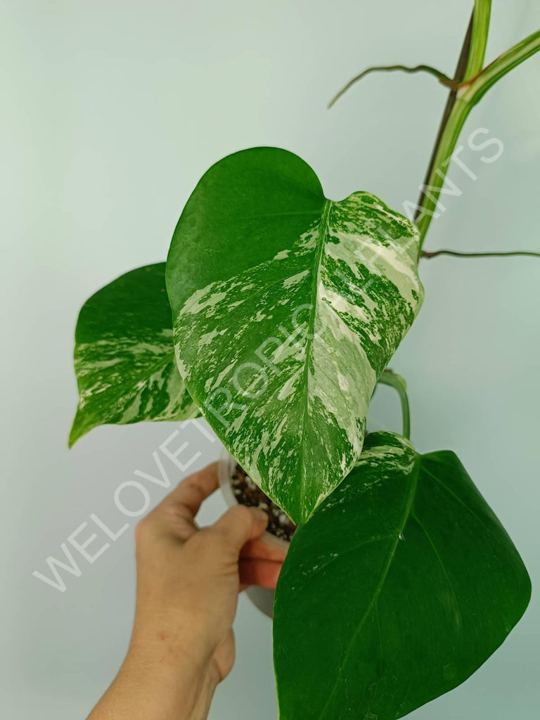 Monstera variegata albo