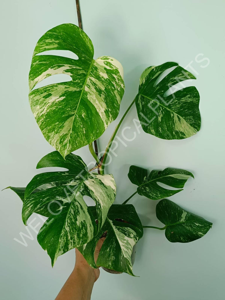 Monstera variegata albo