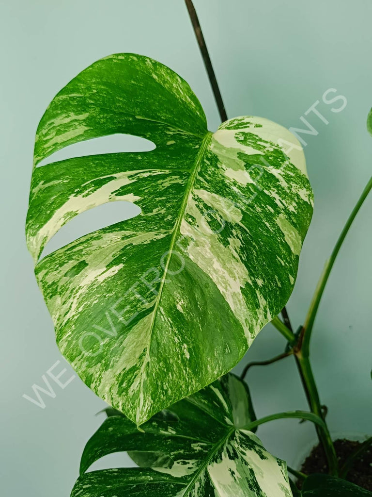 Monstera variegata albo