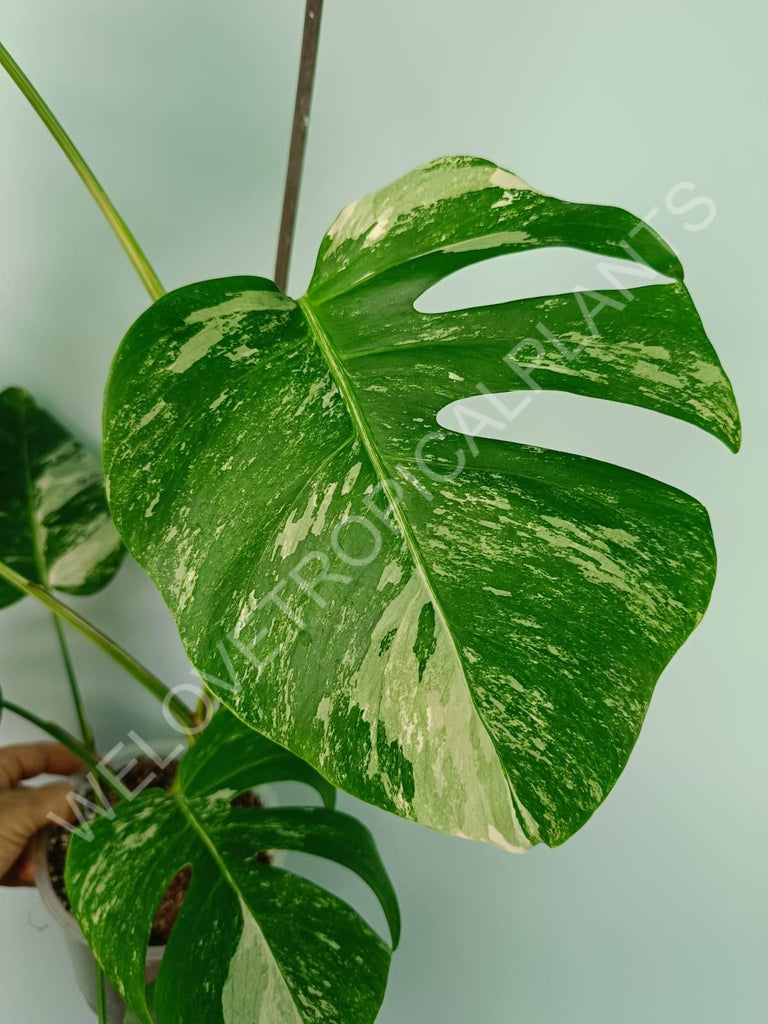 Monstera variegata albo