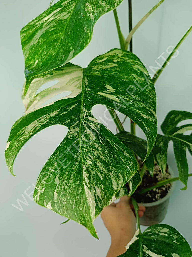 Monstera variegata albo