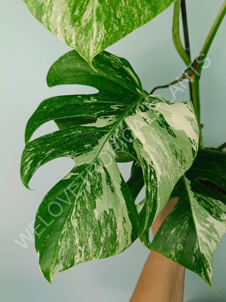 Monstera variegata albo