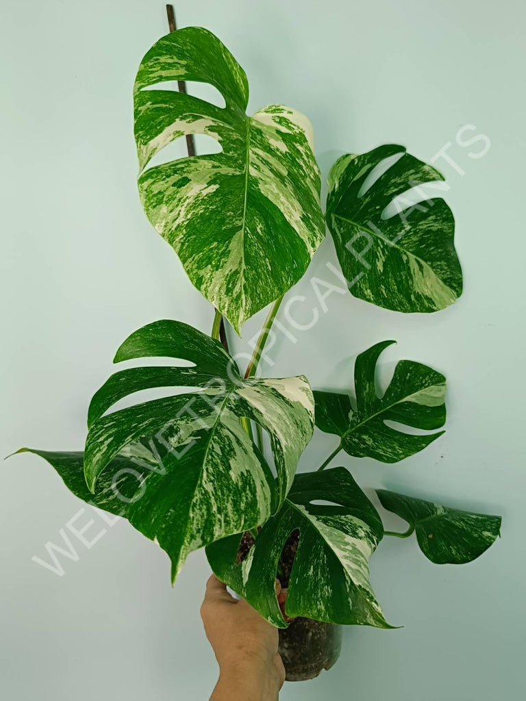 Monstera variegata albo