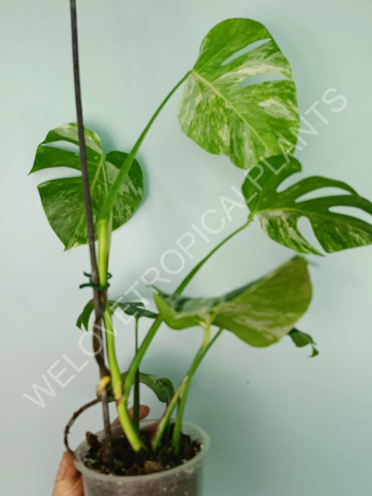 Monstera variegata albo