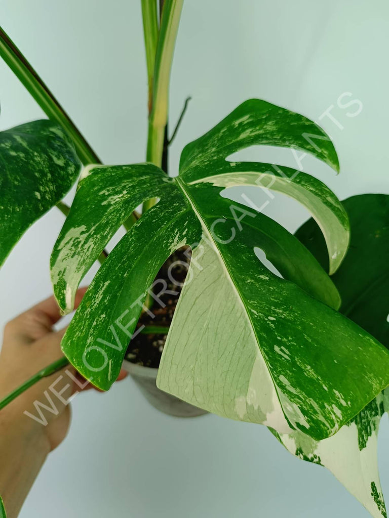 Monstera variegata albo