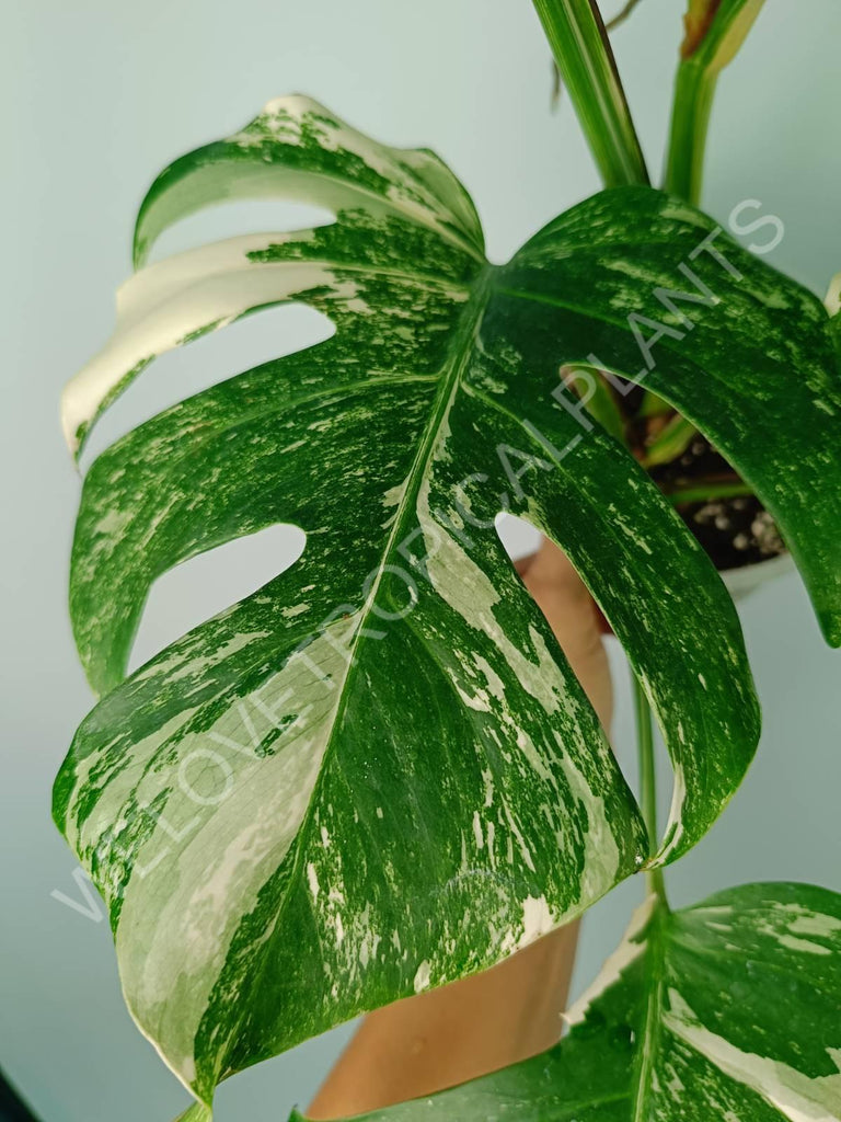 Monstera variegata albo