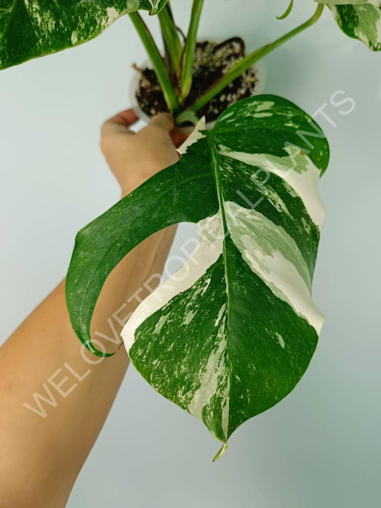 Monstera variegata albo