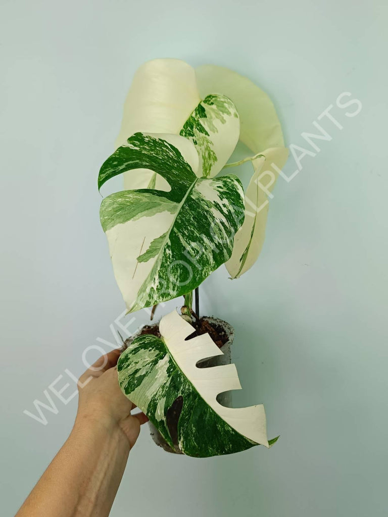 Monstera variegata albo extra white