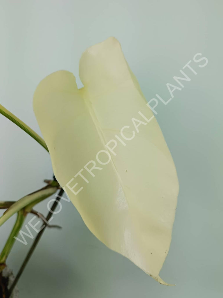 Monstera variegata albo extra white