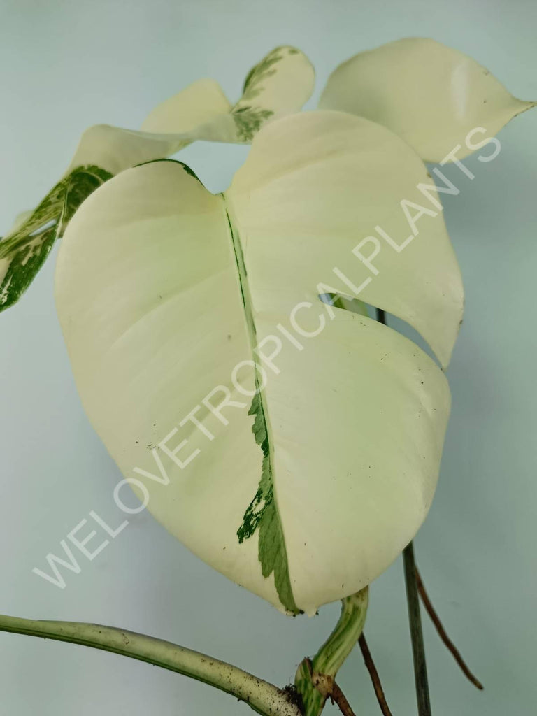 Monstera variegata albo extra white