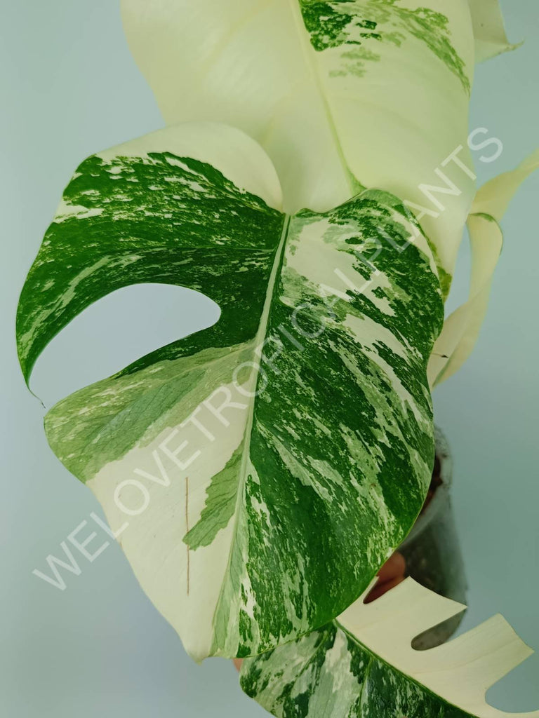 Monstera variegata albo extra white