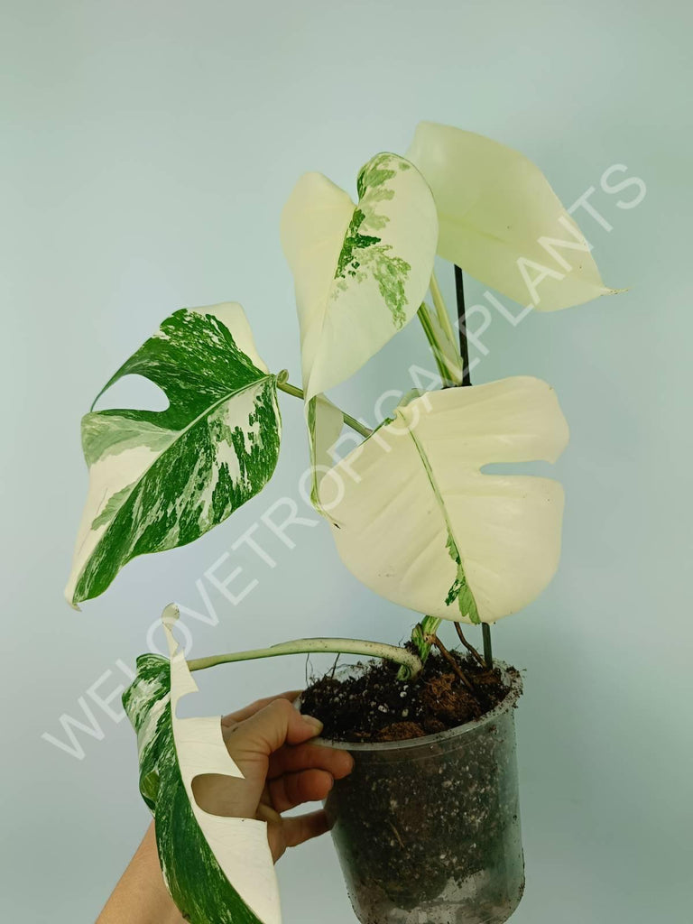 Monstera variegata albo extra white