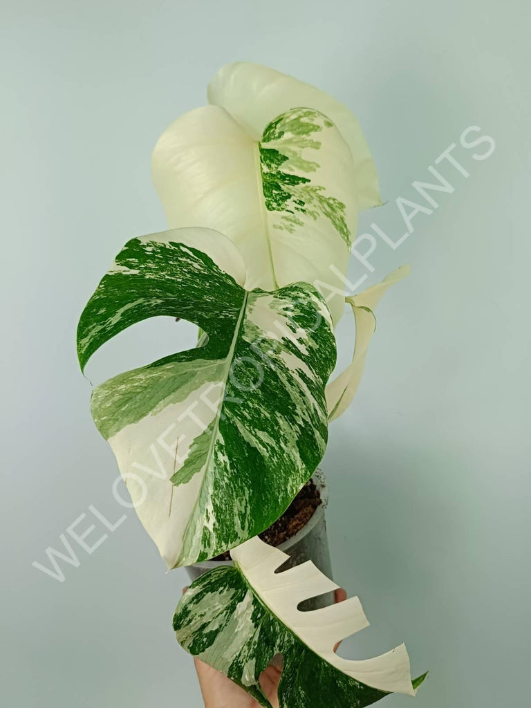 Monstera variegata albo extra white