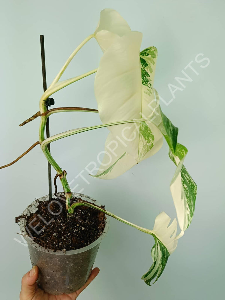 Monstera variegata albo extra white