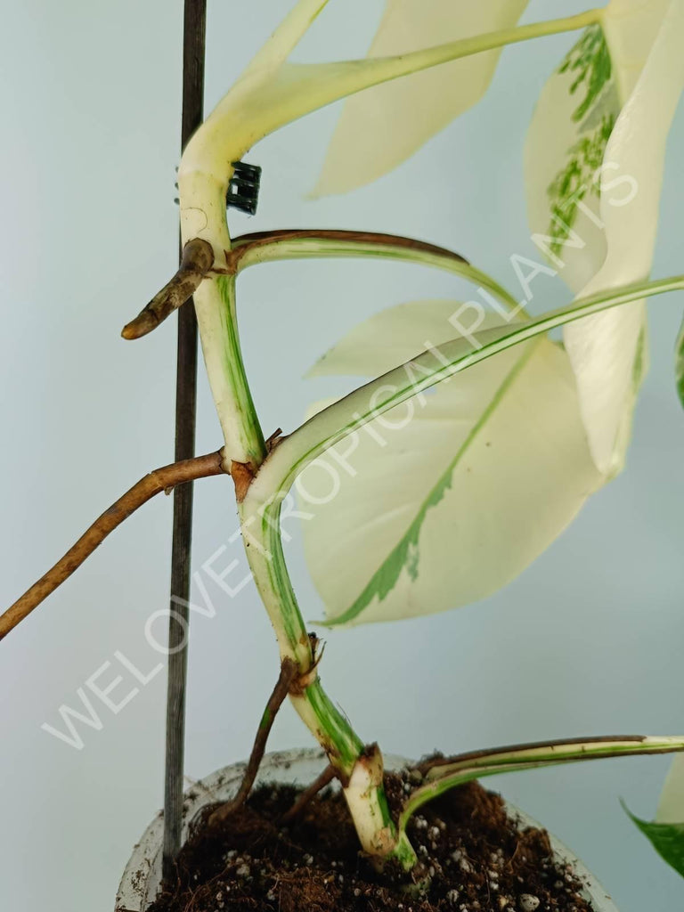 Monstera variegata albo extra white