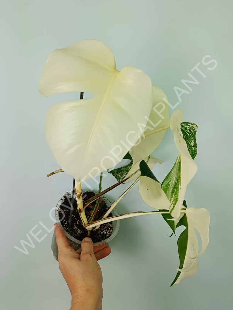 Monstera variegata albo extra white