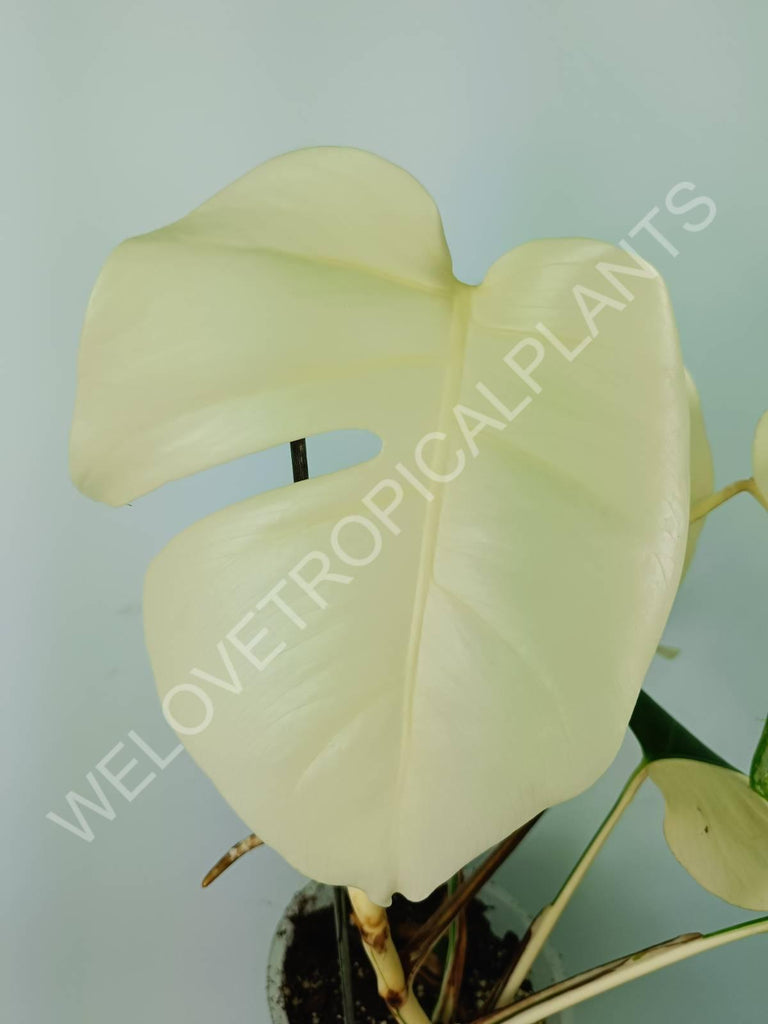 Monstera variegata albo extra white