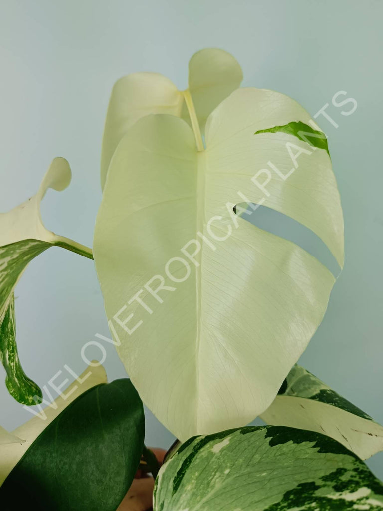 Monstera variegata albo extra white