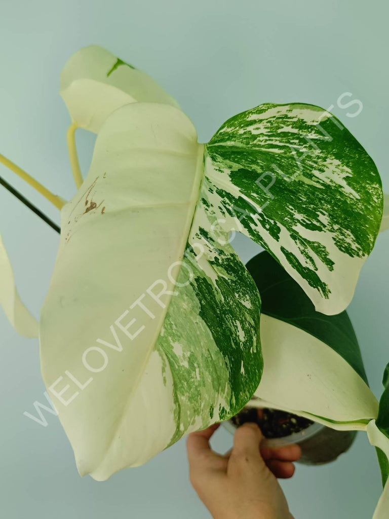 Monstera variegata albo extra white