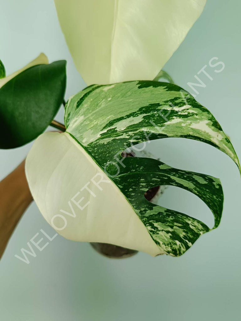 Monstera variegata albo extra white