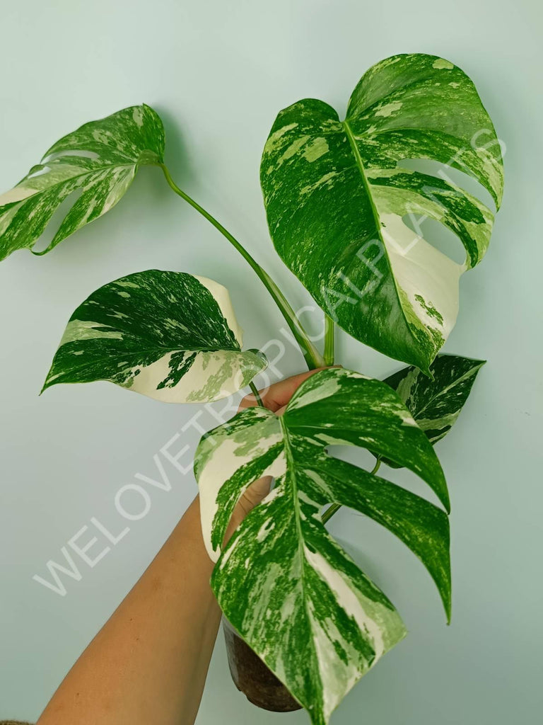 Monstera variegata albo