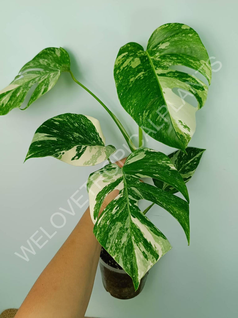 Monstera variegata albo