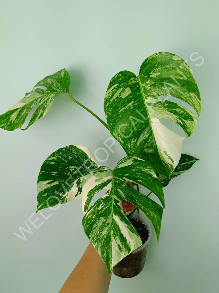 Monstera variegata albo