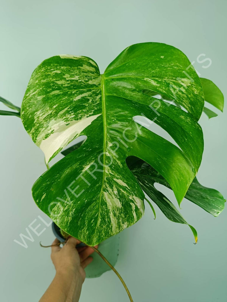 Monstera variegata albo