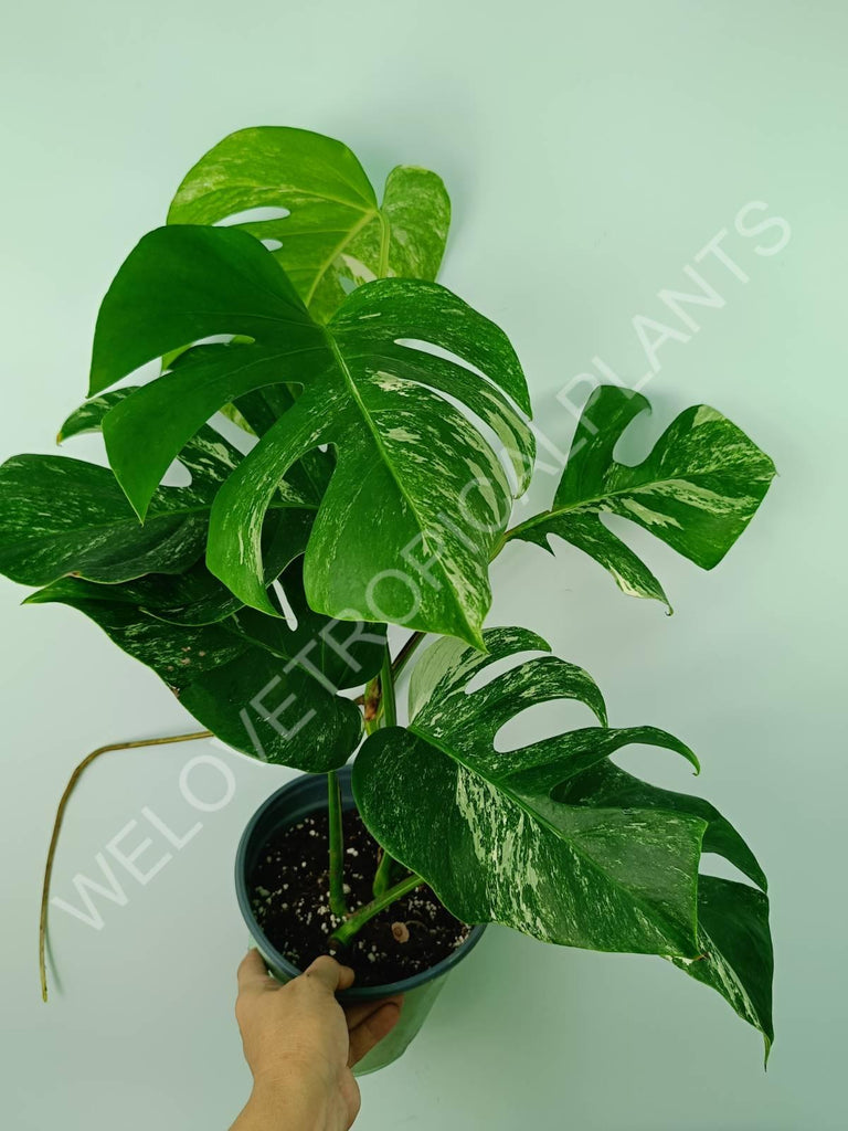 Monstera variegata albo