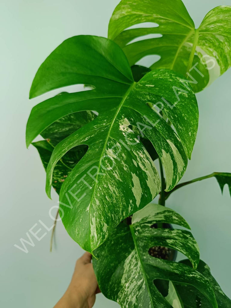 Monstera variegata albo