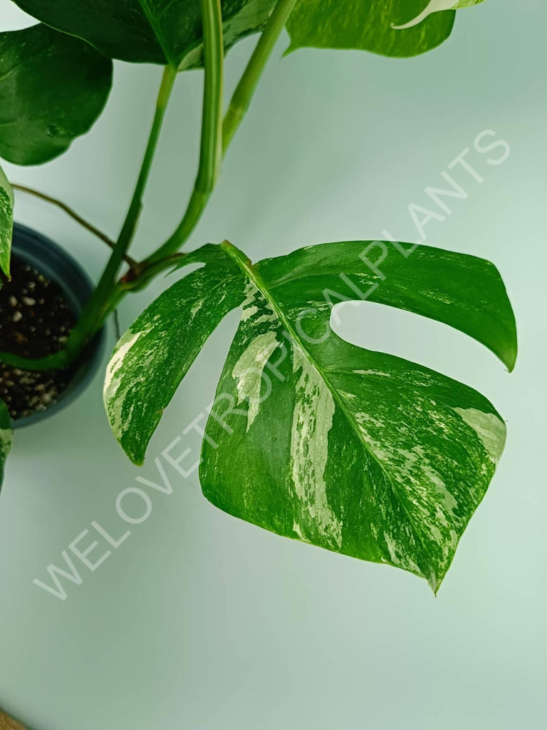 Monstera variegata albo